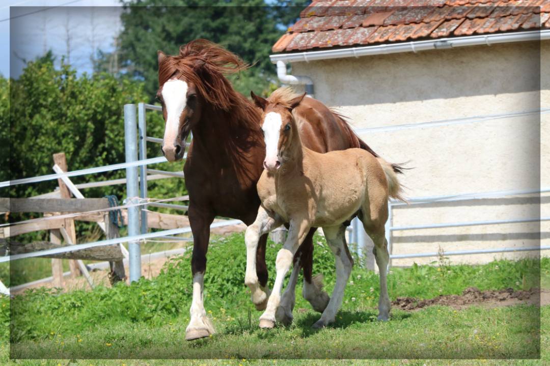 Mâle Welsh cob de 2024 
