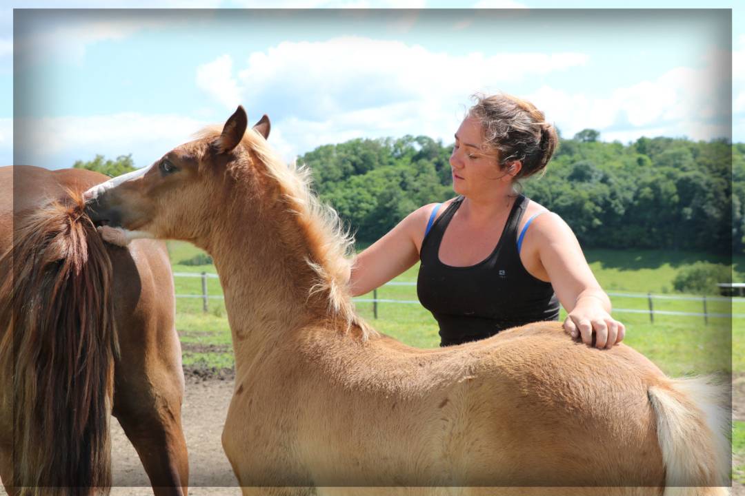 Mâle Welsh cob de 2024 