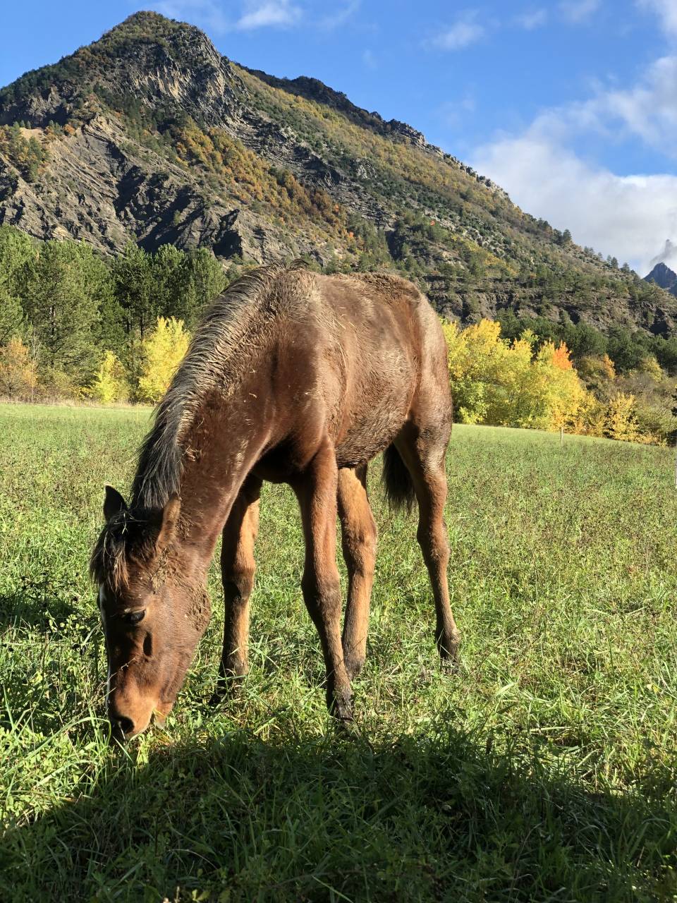 Pouliche sport/loisir OC - Top origines
