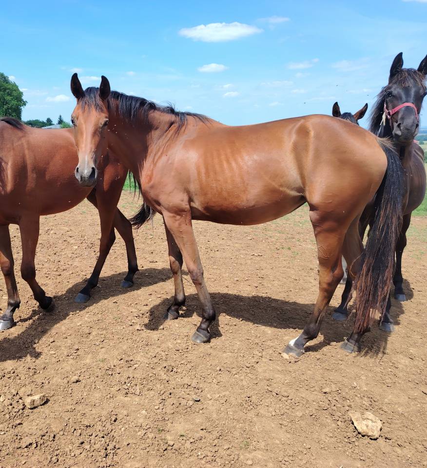Jolie pouliche 2 ans  sf 