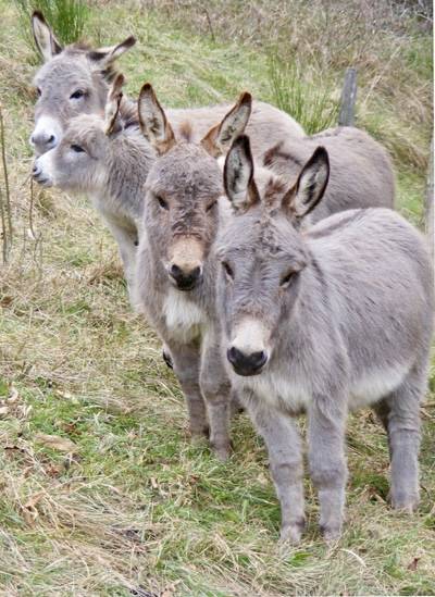 troupeau Anes SARDES et MINIATURE 