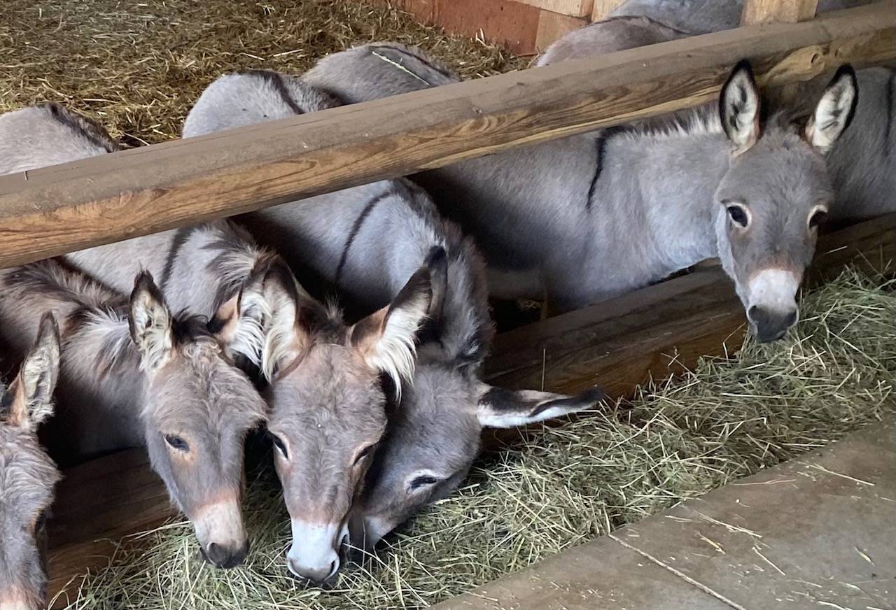 troupeau Anes SARDES et MINIATURE 