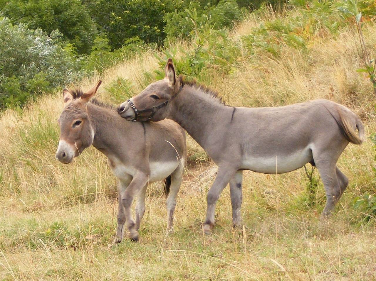 troupeau Anes SARDES et MINIATURE 