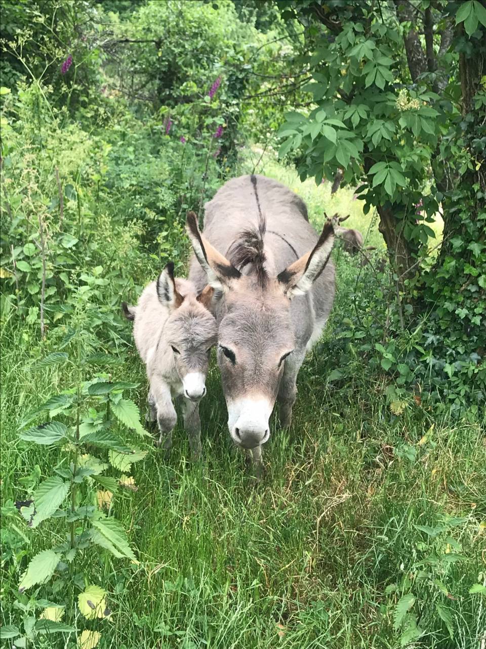 troupeau Anes SARDES et MINIATURE 