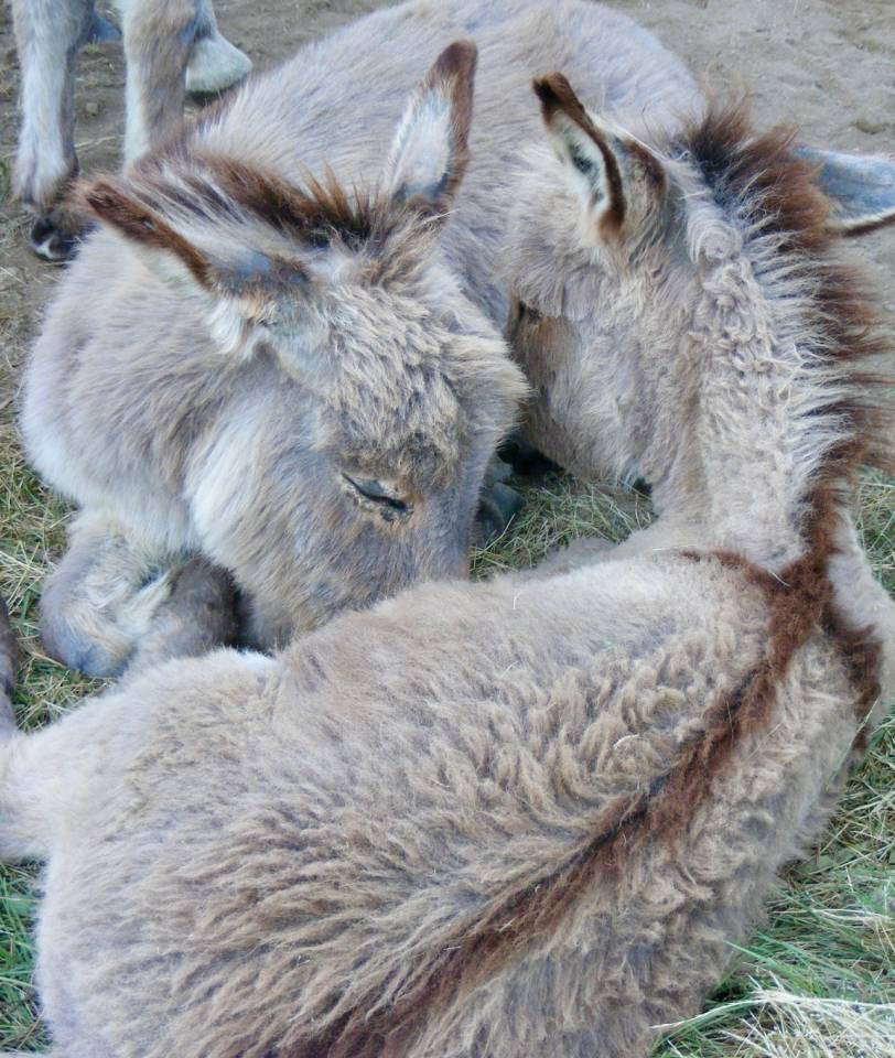 troupeau Anes SARDES et MINIATURE 