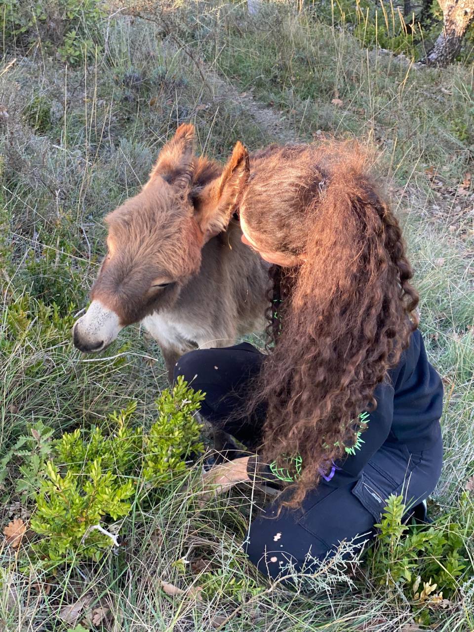 troupeau Anes SARDES et MINIATURE 