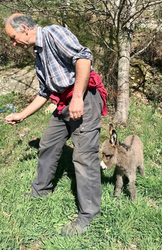 troupeau Anes SARDES et MINIATURE 