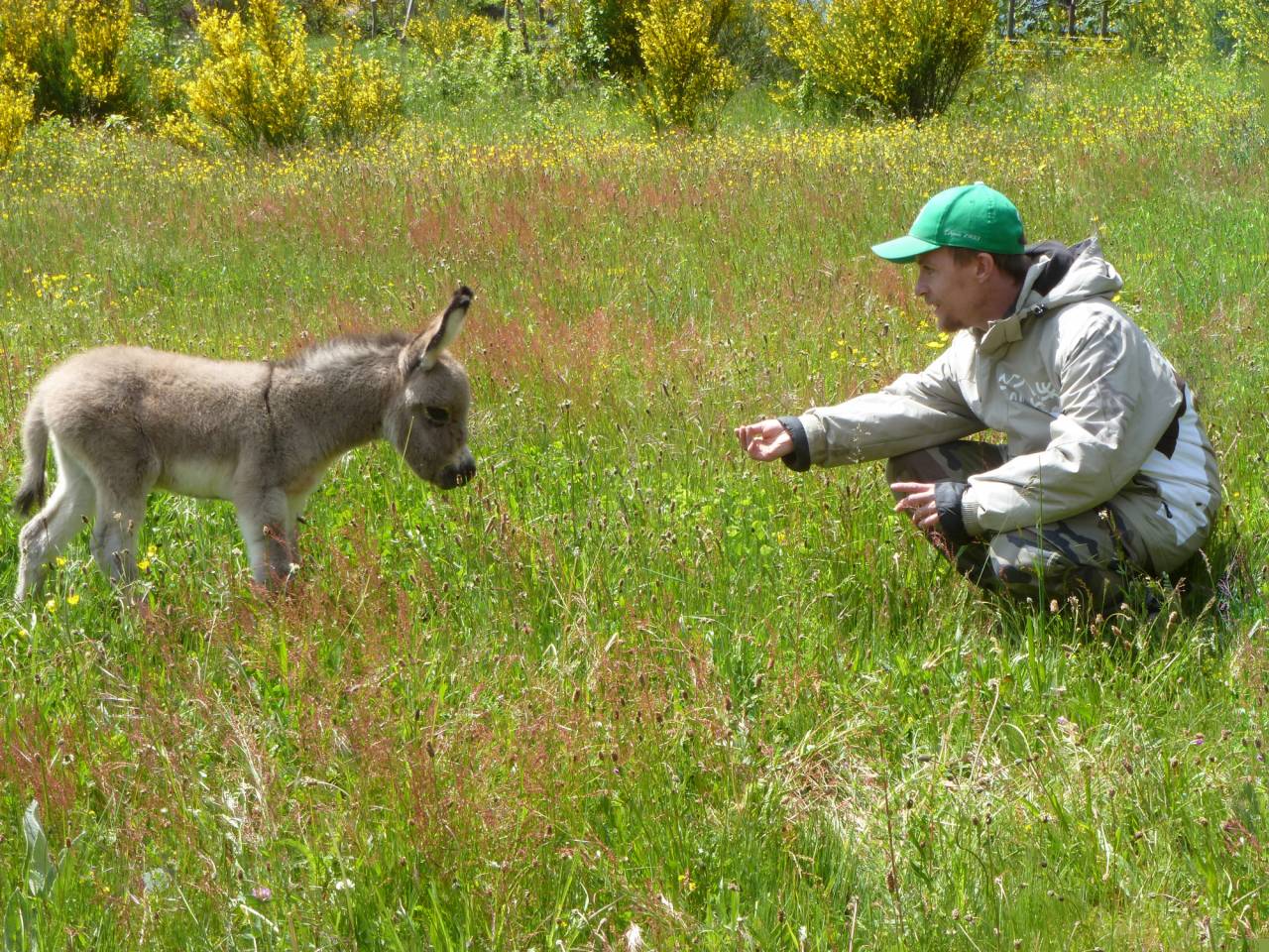 Anes SARDES et miniatures MEDIATION et compagnie
