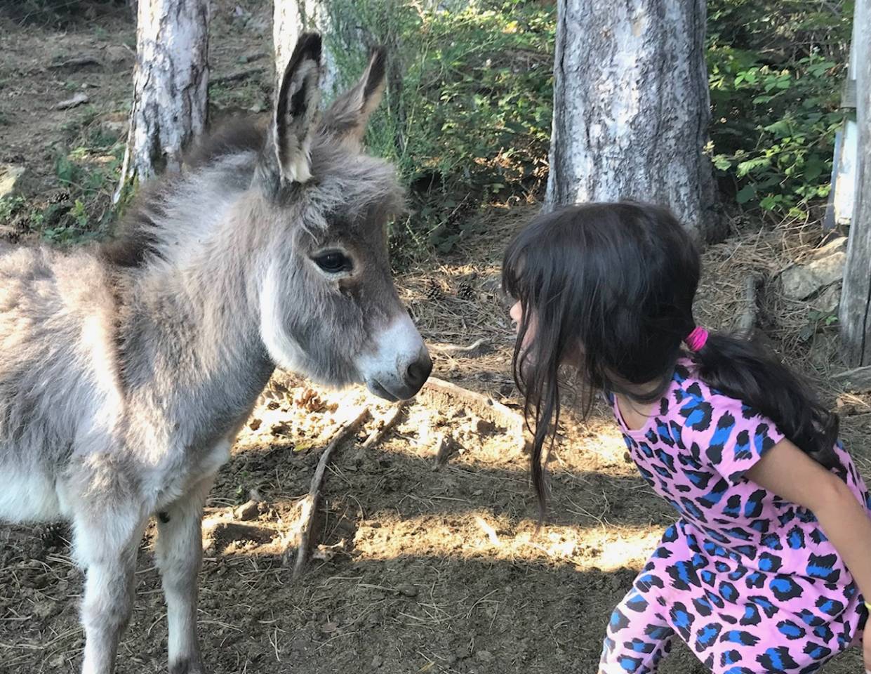 Anes SARDES et miniatures MEDIATION et compagnie