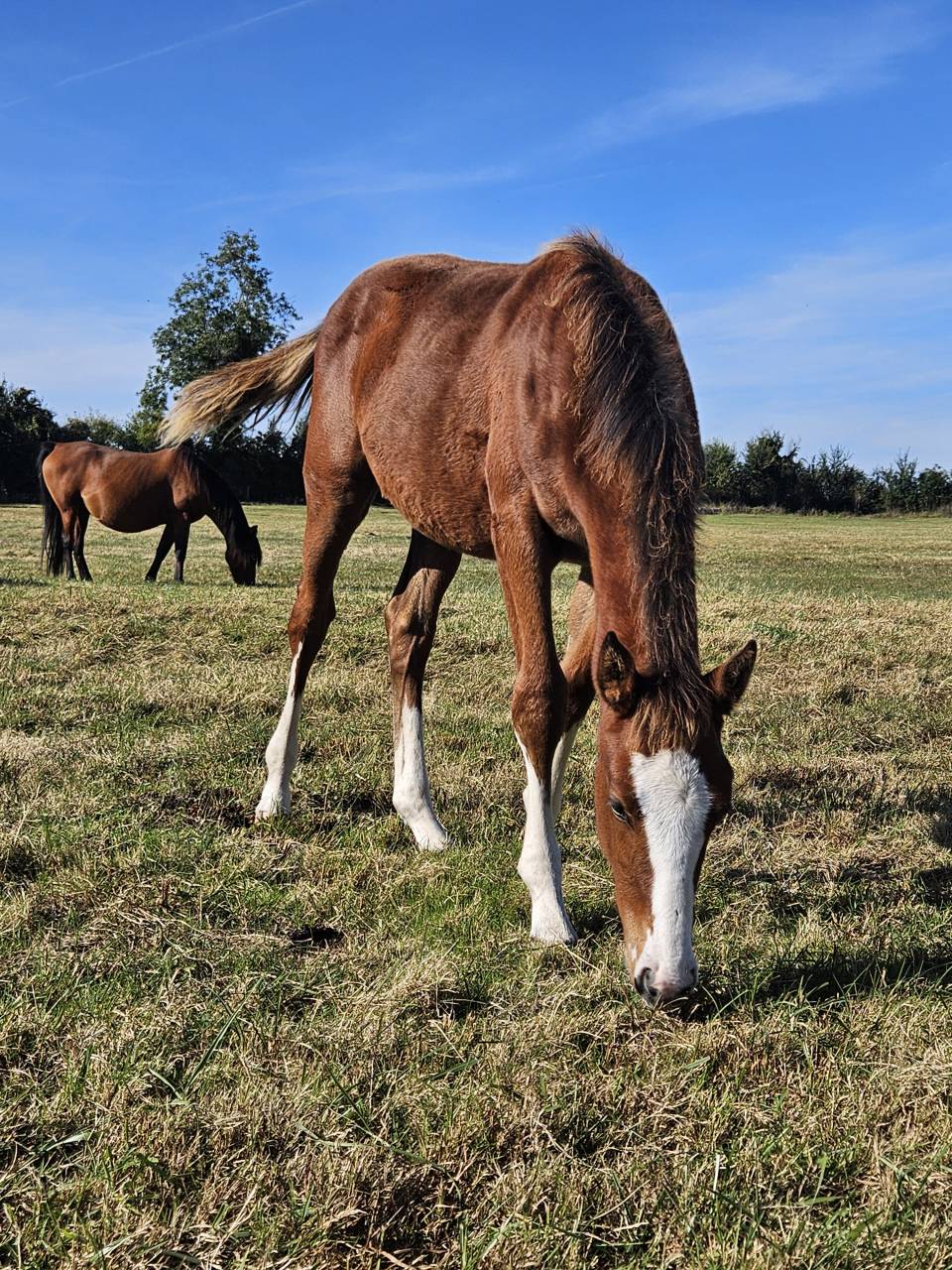 Tres belle pouliche SF 