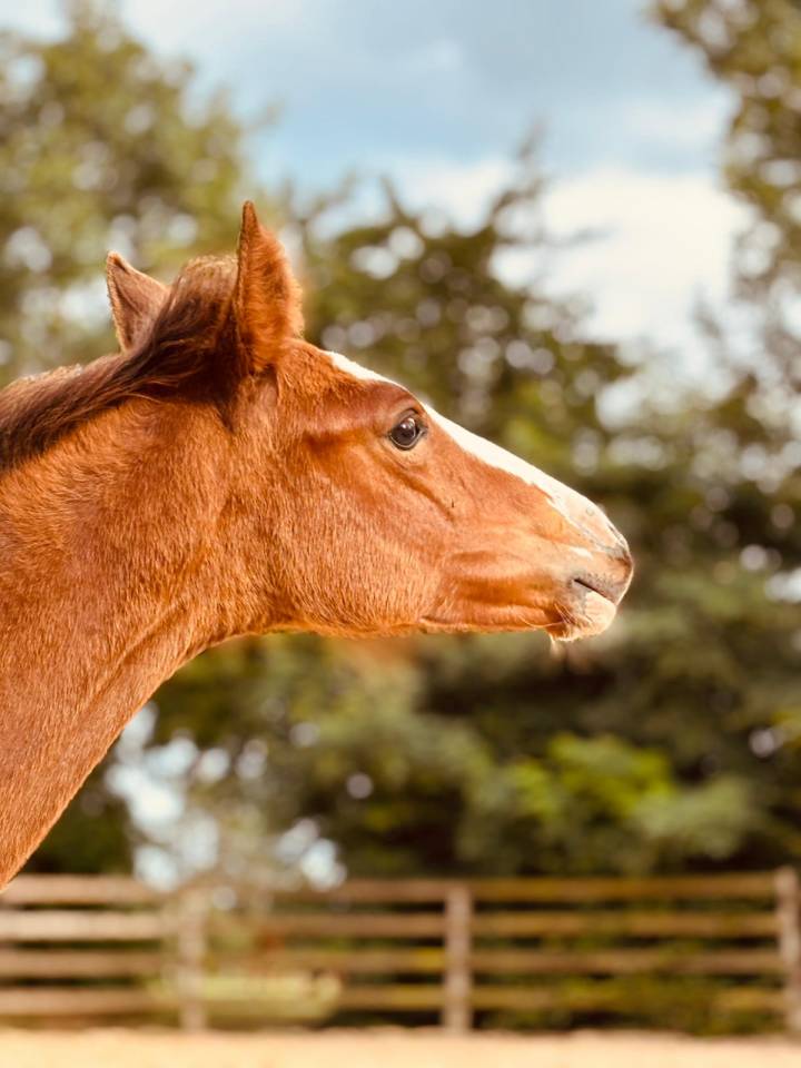 Tres belle pouliche SF 