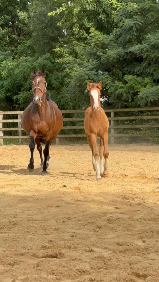 Tres belle pouliche SF 