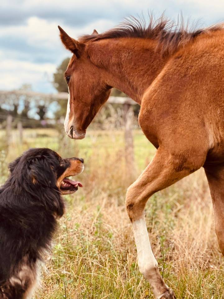 Tres belle pouliche SF 