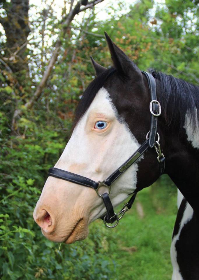 Paint Horse PP Hongre 11 ans