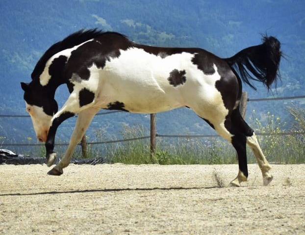 Paint Horse PP Hongre 11 ans