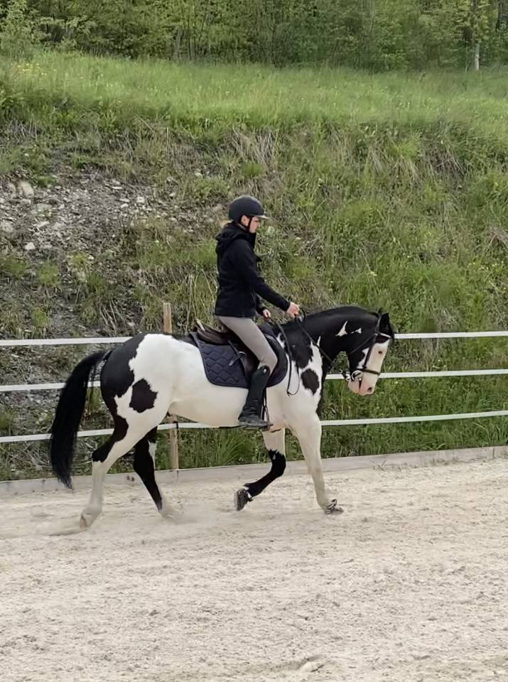 Paint Horse PP Hongre 11 ans