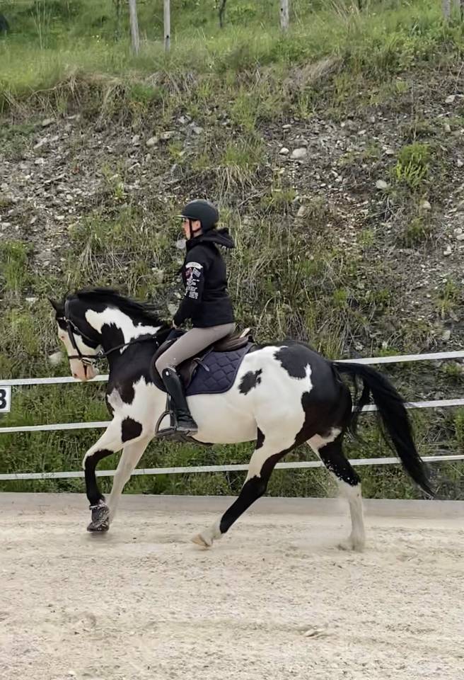 Paint Horse PP Hongre 11 ans