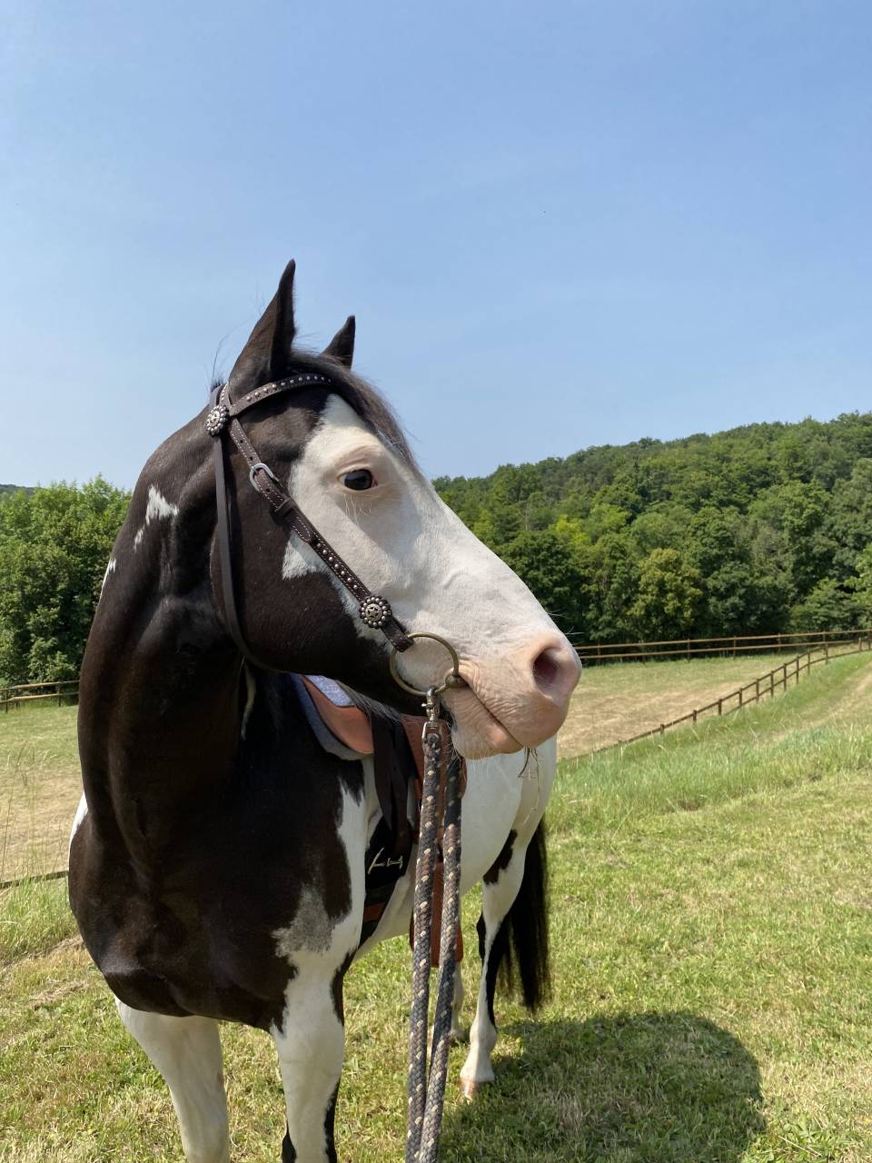 Paint Horse PP Hongre 11 ans