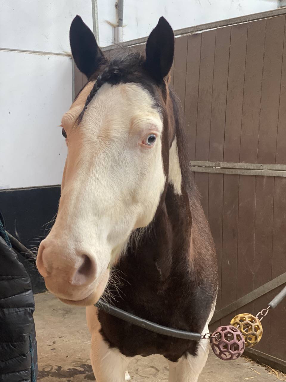 Paint Horse PP Hongre 11 ans