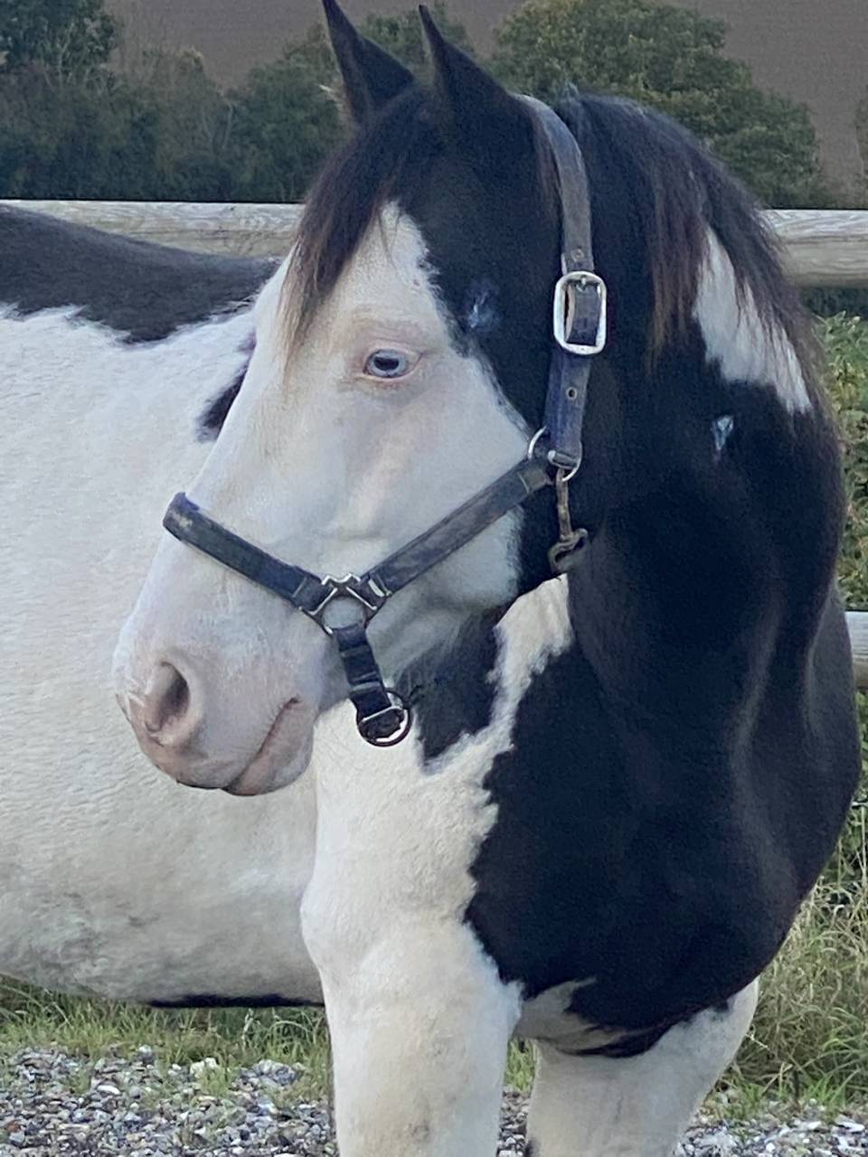 Paint Horse PP Hongre 11 ans