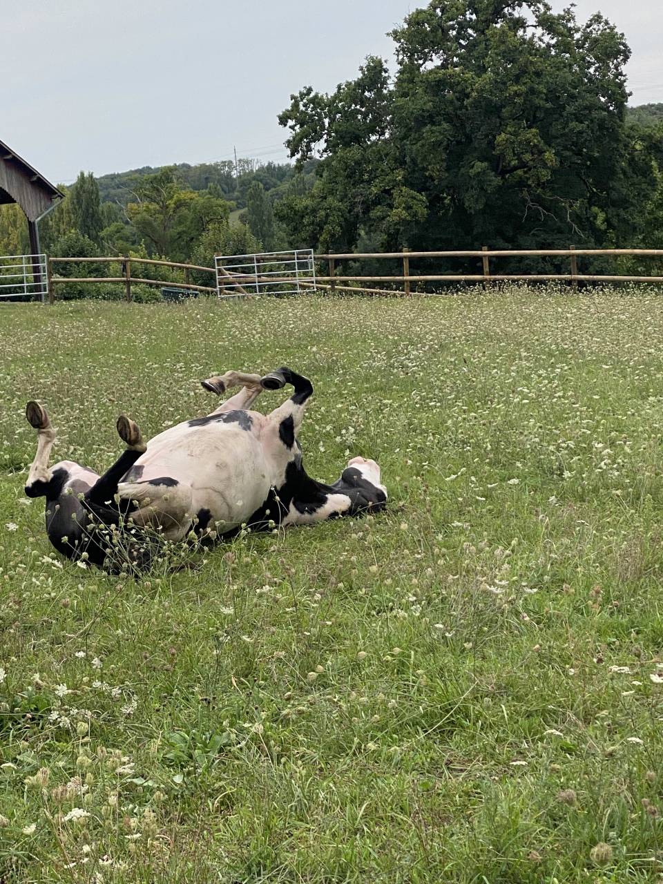 Paint Horse PP Hongre 11 ans