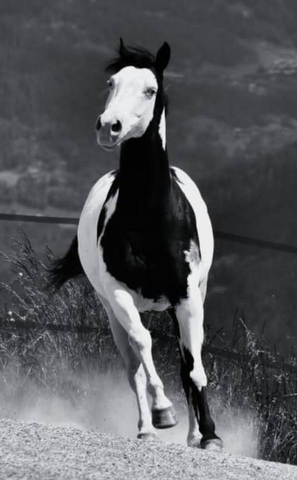 Paint Horse PP Hongre 11 ans