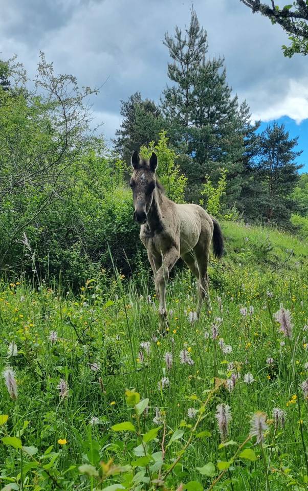 Ozalla, Pouliche Akhal Téké