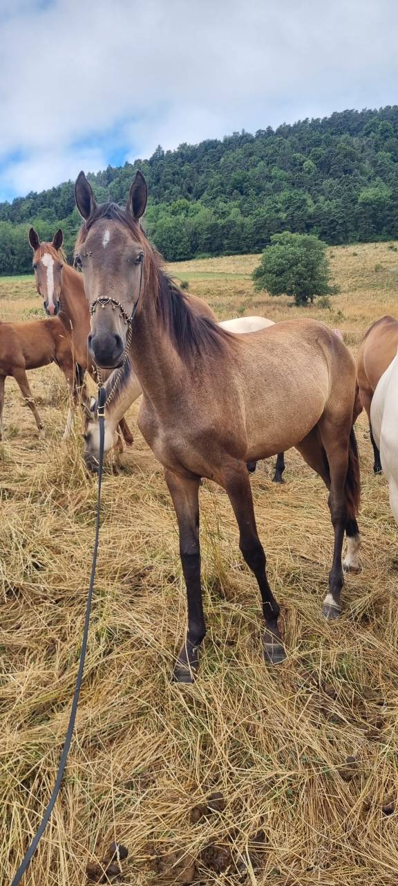 Ozalla, Pouliche Akhal Téké