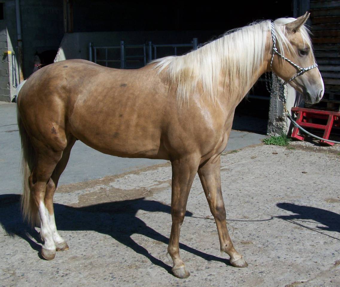 PAINT HORSE Solid Palomino