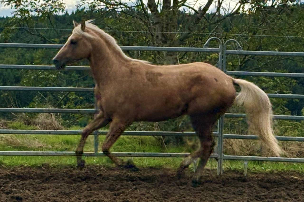 PAINT HORSE Solid Palomino