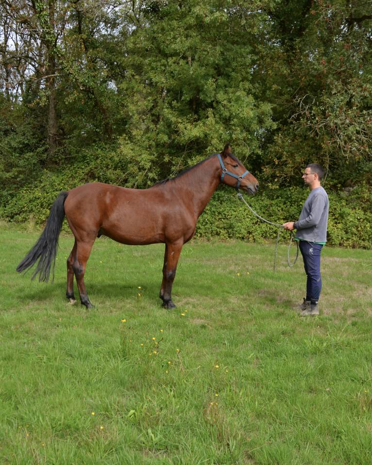 Poney plein papier 11 ans 150cm