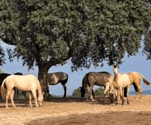 LOT DE POULICHES;Un lot de pouliches pour les éleveurs 