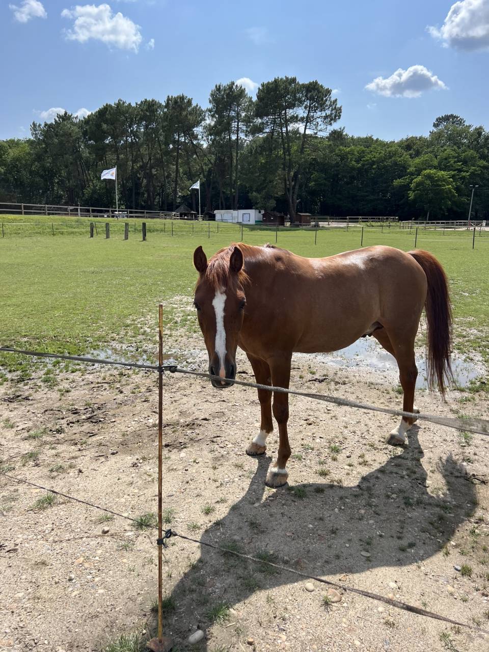 Poney C, Pony games.