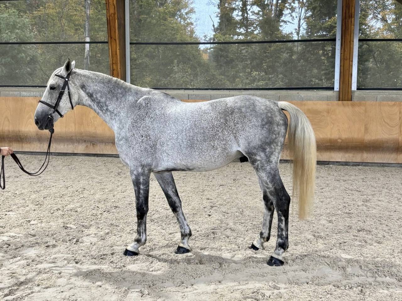 Superbe Hongre gris de 10 ans - SF- CSO/LOISIR