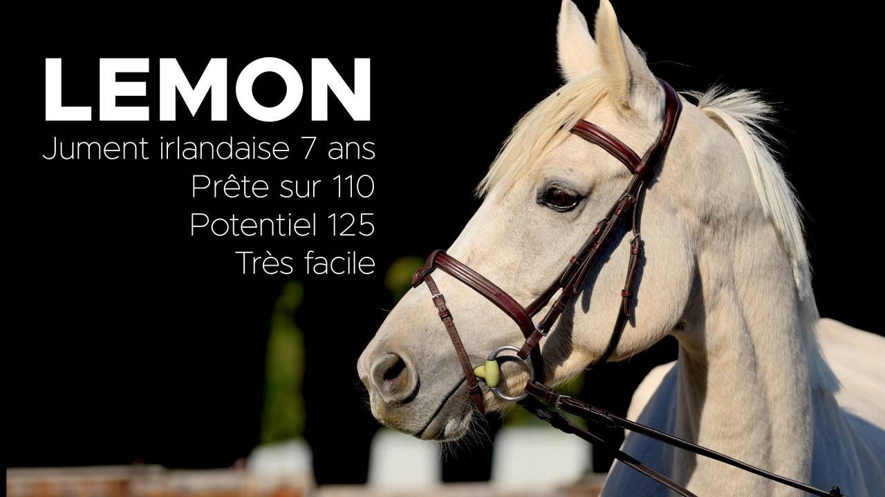 Jument 7 ans Palomino ISH