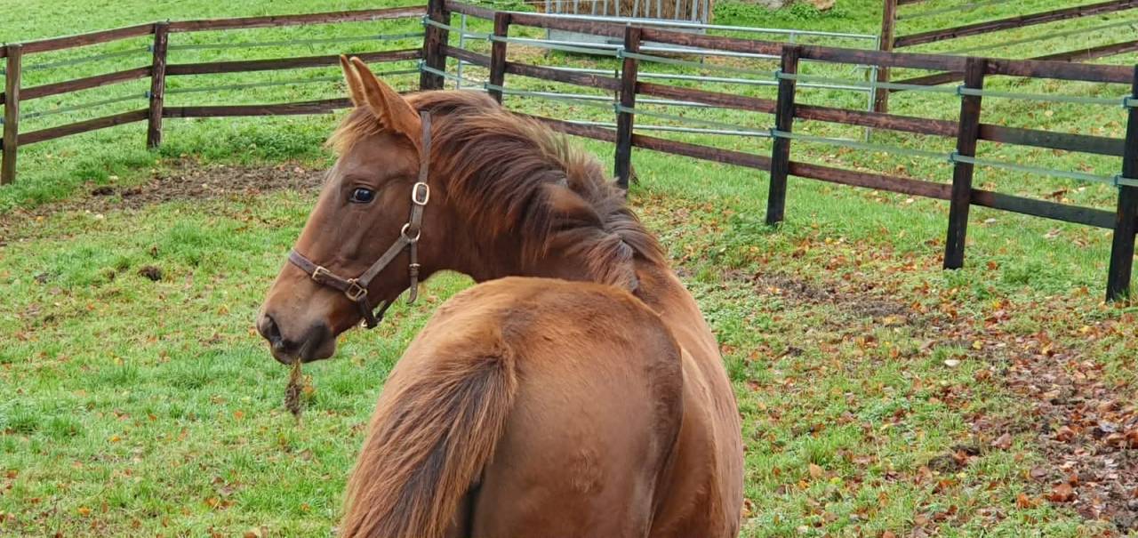 Pouliche Selle Francais par Vitalis