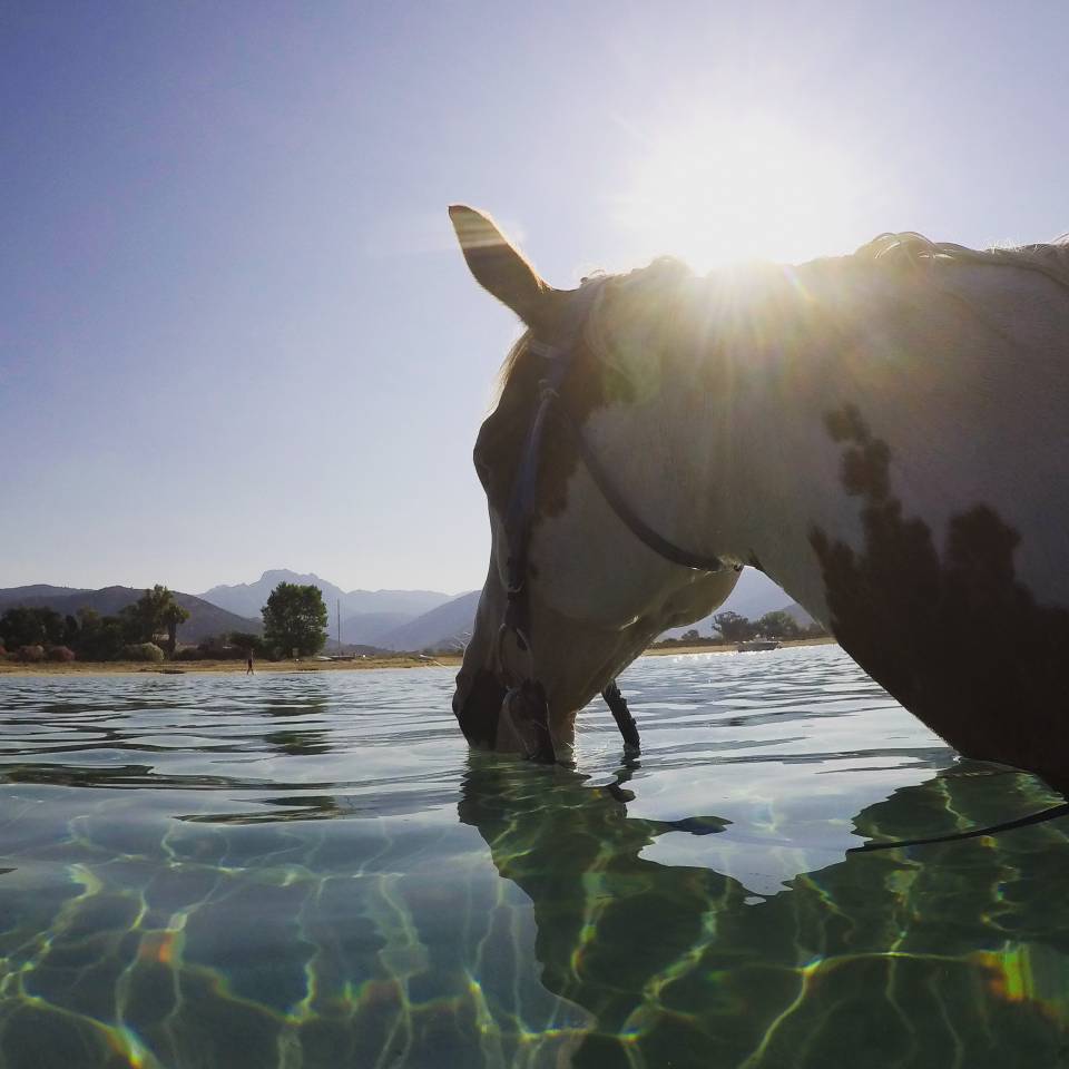 guide randonnée équestre corse saison 2026