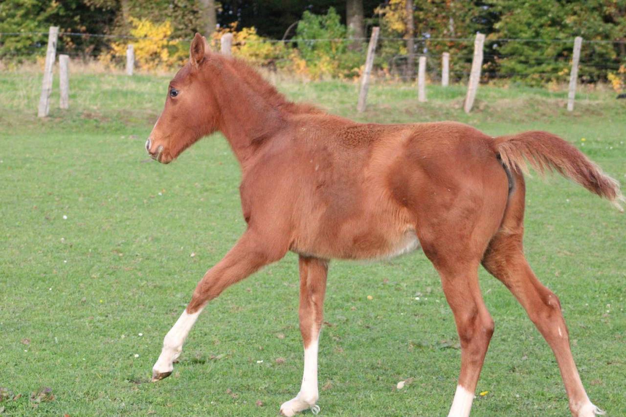 Pouliche 2025 Narcos ll x Voltaire 