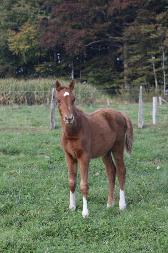 Pouliche 2025 Narcos ll x Voltaire 