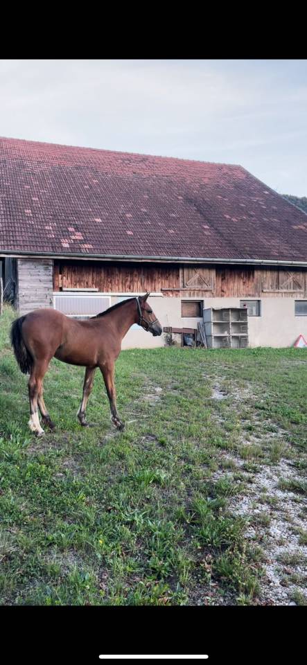 Pouliche Franche-Montagne