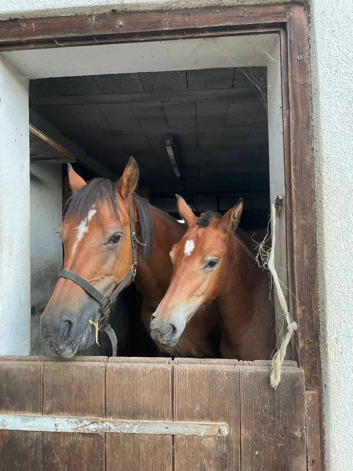 Pouliche Franche-Montagne