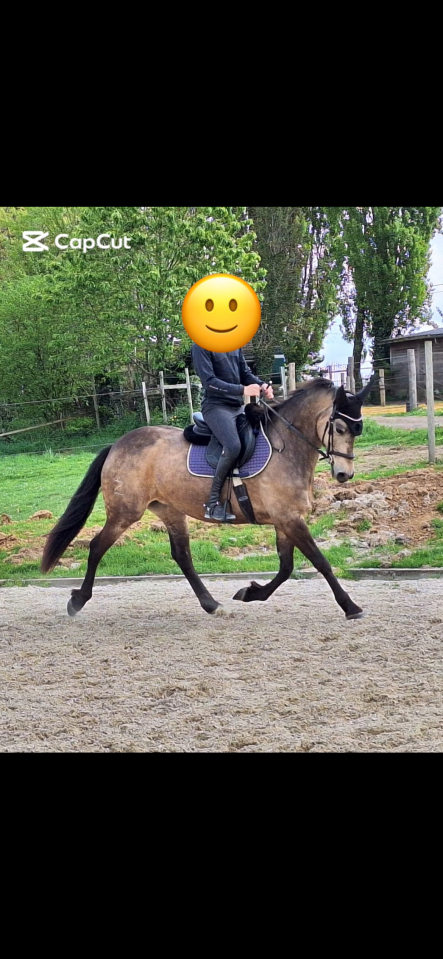   Jument espagnole de 13 ans 