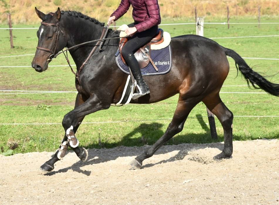 SUBLIME HONGRE DRESSAGE DE 6 ANS 