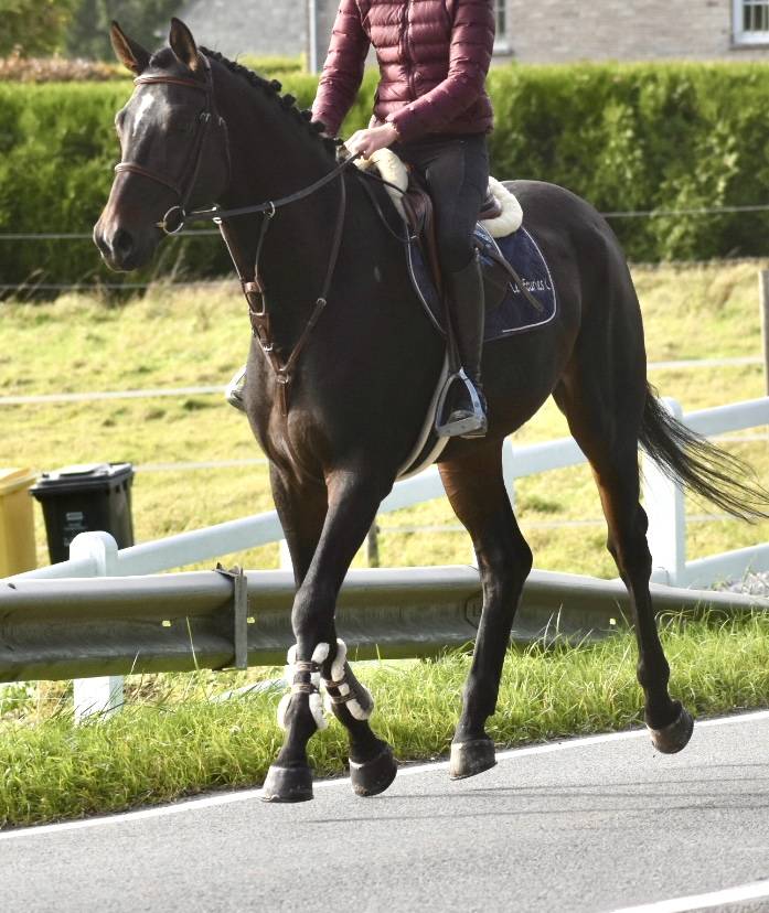 SUBLIME HONGRE DRESSAGE DE 6 ANS 