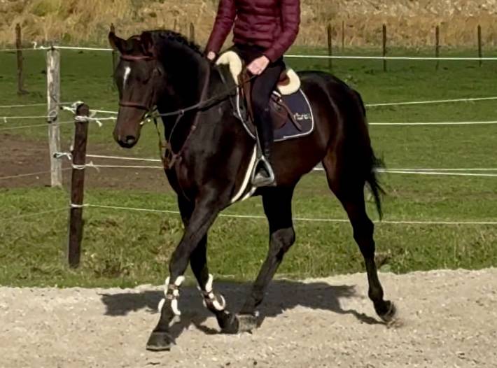 SUBLIME HONGRE DRESSAGE DE 6 ANS 
