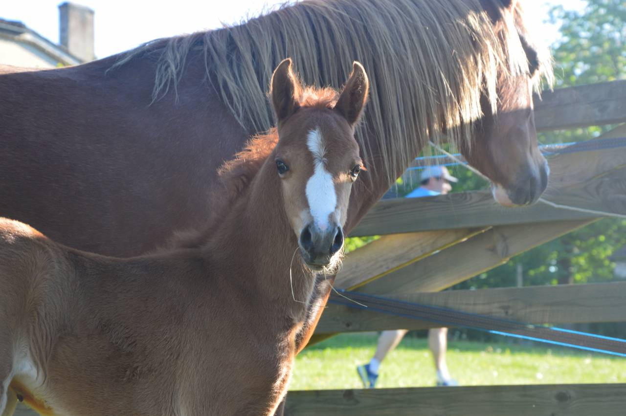 Pouliche 2025 Welsh Pony sect B - Excellentes Origines