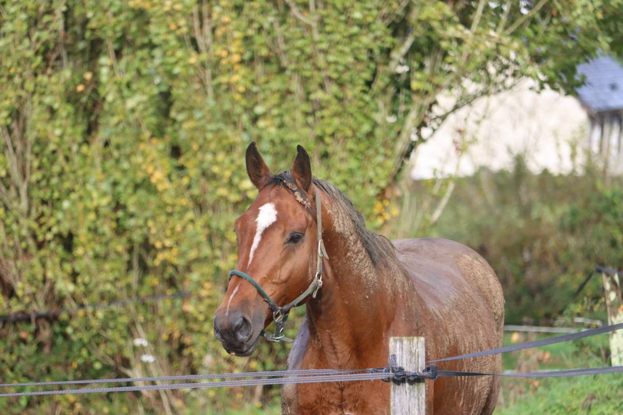 &Eacute;talon, rare fils de Vivaldo 