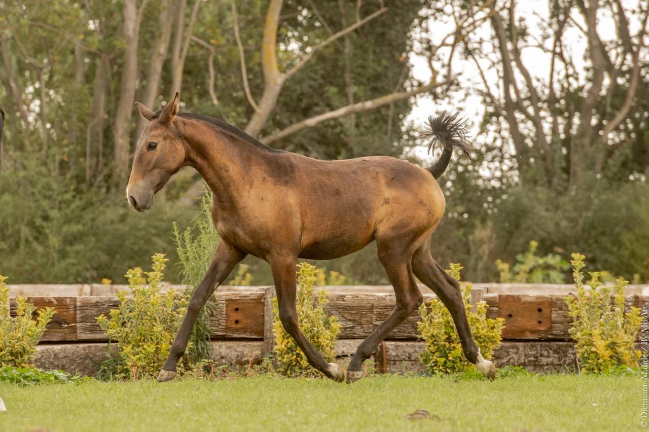 Pouliche lusitanienne 