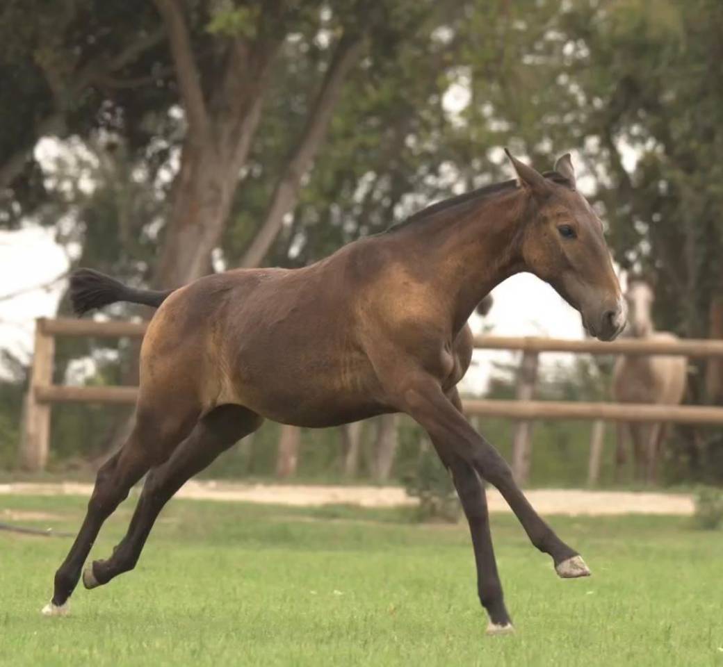 Pouliche lusitanienne 