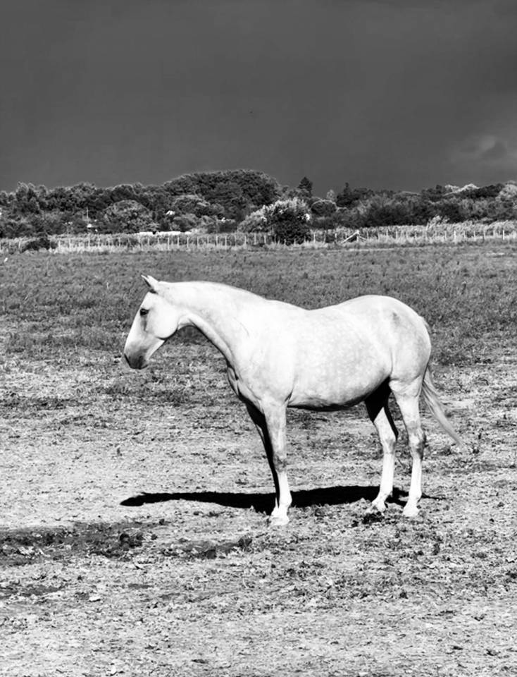 Pouliche lusitanienne 